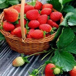 完整国产免费水莓100